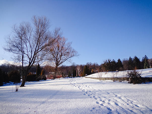 asphalt road in the forest in winter