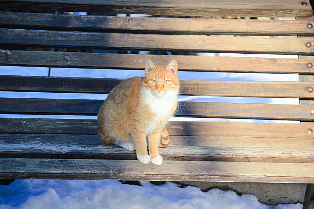 istock Stray street cats in winter 2236757722