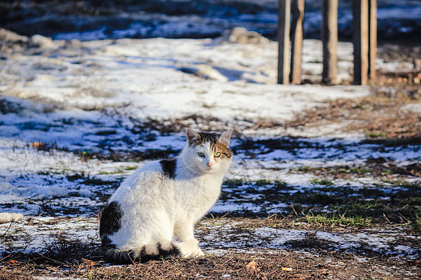 A lop-eared cat with fluffy fur walks in the yard in the snow in winter