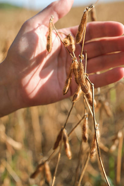 istock Ripe soybean pods on a farmer's palm. 2236758081
