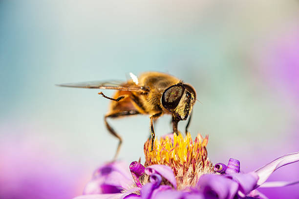 istock Eristalis tenax is a hoverfly, also known as the drone fly.. 2236759239