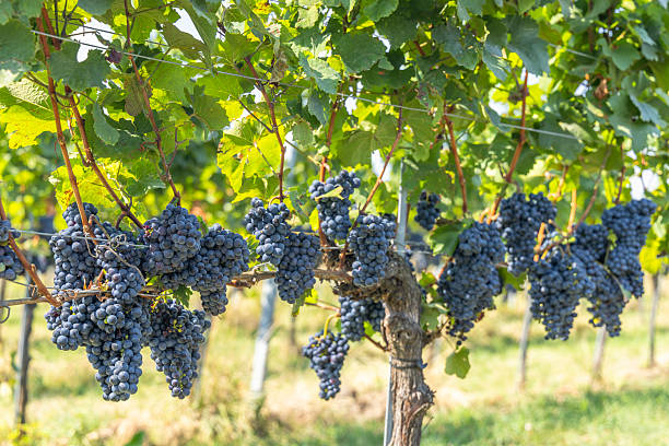 istock Vineyard with Zweigeltrebe (Zweigeltrebe Blau), Lower Austria, Austria 2236759635