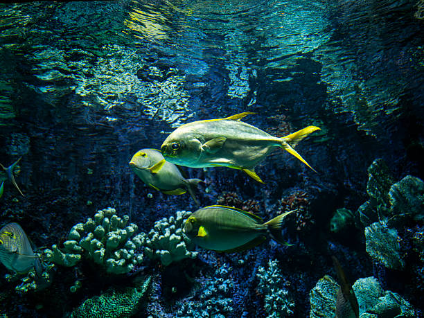 Colorful tropical fish swimming gracefully in a clear aquarium