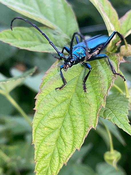 istock A beautiful beetle in the foliage 2236761524