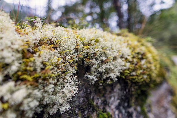 Classic northern forest undergrowth in Hardangervidda, Norway. Rock face densely covered in a living thick carpet of moss and lichen.Shot with Canon R5