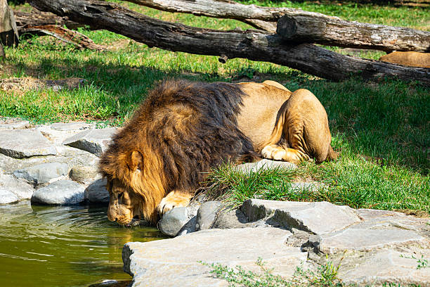 istock Majestic lion drinking water among rocks and green grass. 2236764922