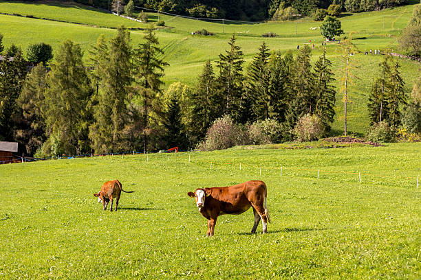istock Cow eating grass on a green pasture 2236765948