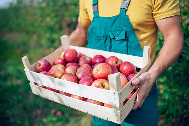 istock Close-up of a farmer harvesting apples. 2236767746