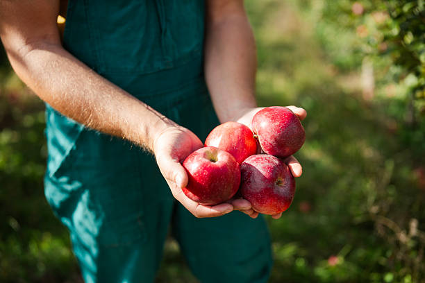 istock Close-up of a farmer harvesting apples. 2236767763