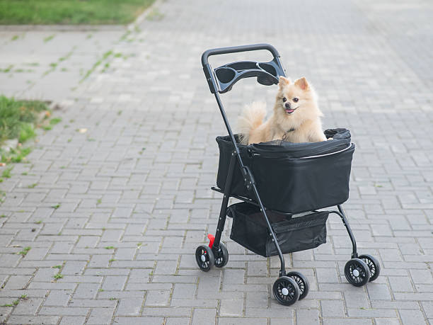 Cute spitz dog in pet stroller outdoors.