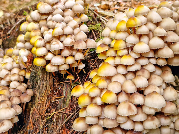 Clustered Bonnet Mycena inclinata growing on a stump.