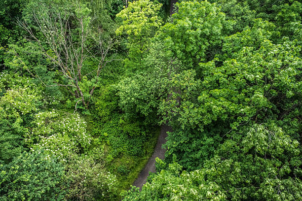 Top down view of leafy park walkway..