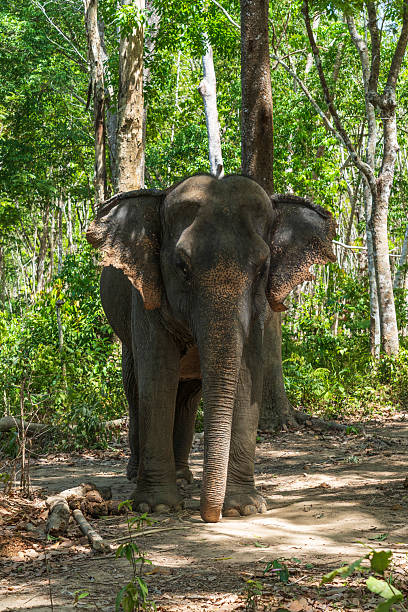 istock Elephant enjoying retirement in a rescue sanctuary in Phuket 2236775921