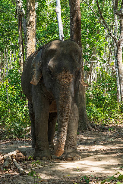istock Elephant enjoying retirement in a rescue sanctuary in Phuket 2236775994