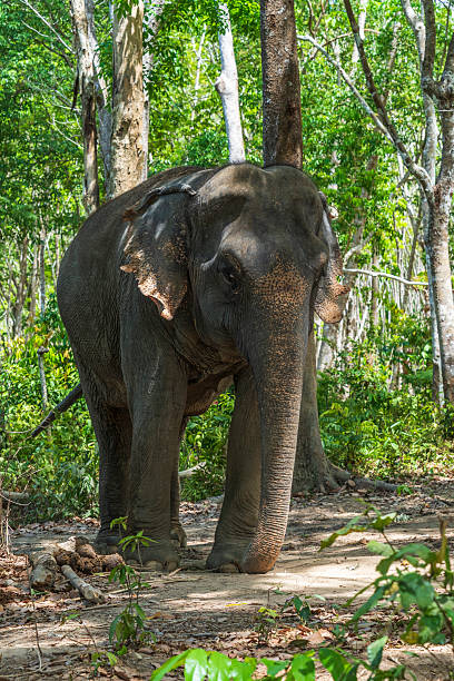 istock Elephant enjoying retirement in a rescue sanctuary in Phuket 2236776012