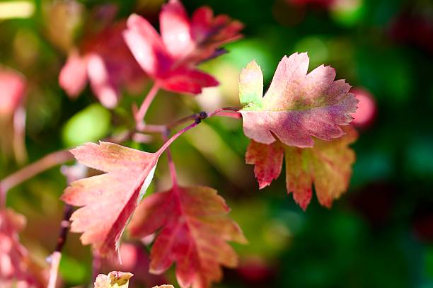 istock Red brown yellow Autumn leaves changing colours 2236777559