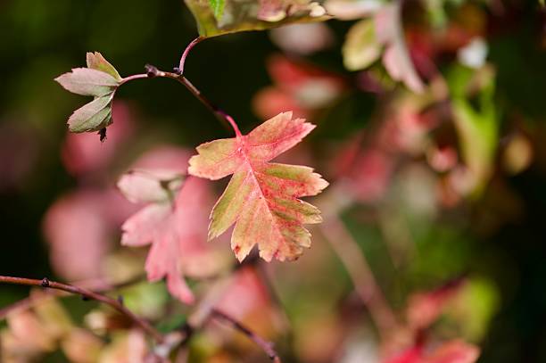 istock Red brown yellow Autumn leaves changing colours 2236777562