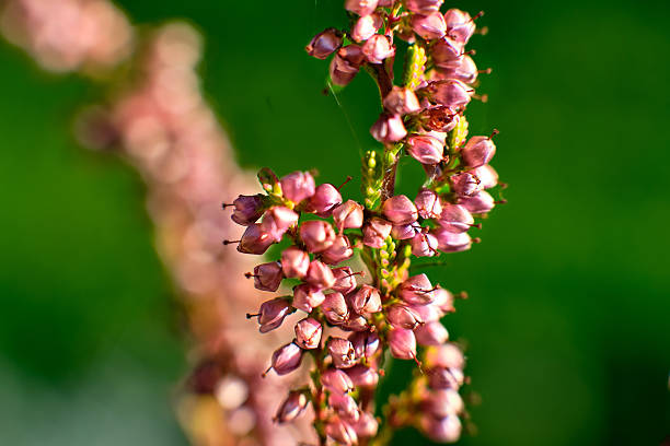 acro photograph of common heather (Calluna vulgaris) in bloom. The small pink blossoms are captured in detail, with a shallow depth of field creating an abstract, painterly background of natural forest tones. Suitable for use as a texture, background, or botanical nature-themed design.