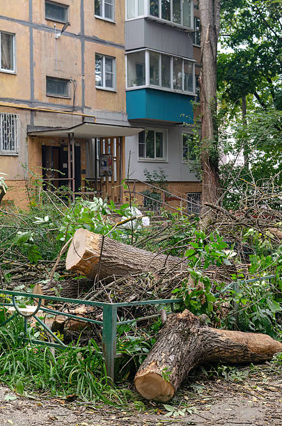 istock Urban Landscape with Fallen Trees and Building Exterior After Storm 2236780494