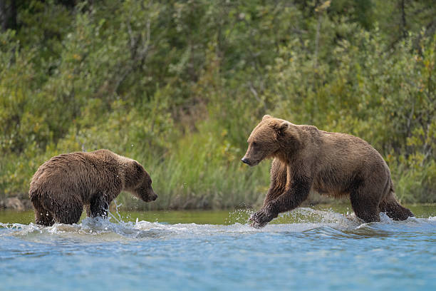 istock Playtime in Alaska with brown bears 2236780801