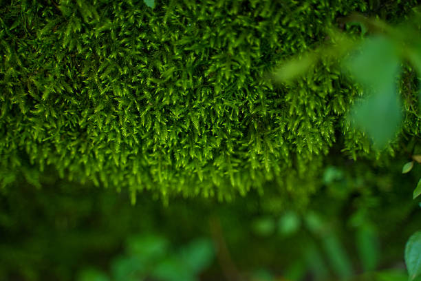 Plants have grown on the wall that has been left untouched for a long time.