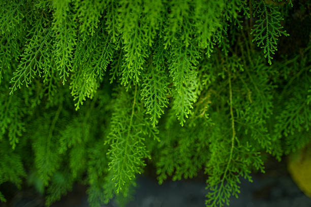 Plants have grown on the wall that has been left untouched for a long time.