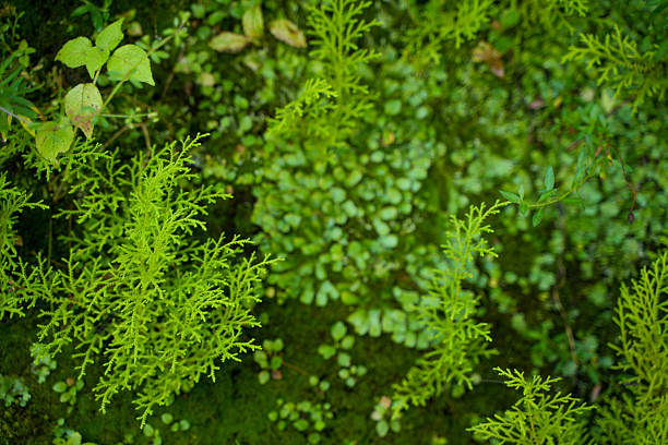 Plants have grown on the wall that has been left untouched for a long time.