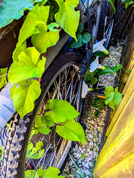 A common property issue of Bindweed Vines growing and creating property issues due to the fast growing spread getting into all places.