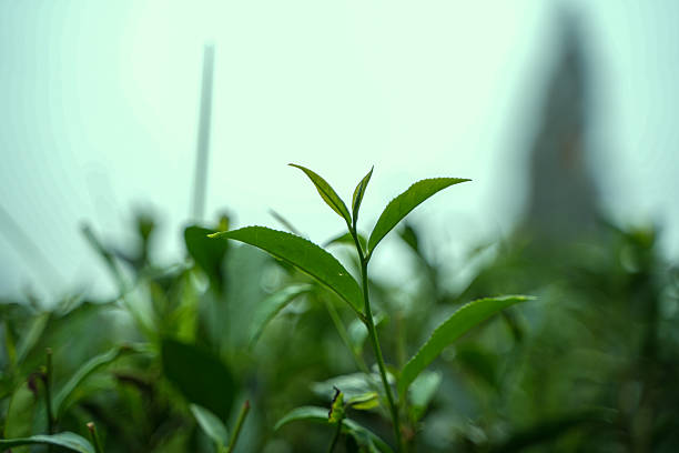 istock Darjeeling tea is world famous for its taste and flavour. 2236782981