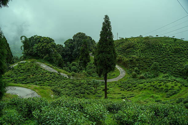 Tea gardens, Landscape and geo natural diversity around Darjeeling