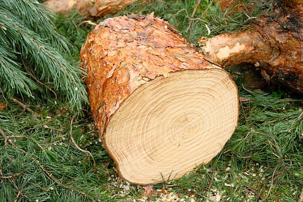 Close up of cut pine tree trunk, surrounded by soft greenery. Timber industry.