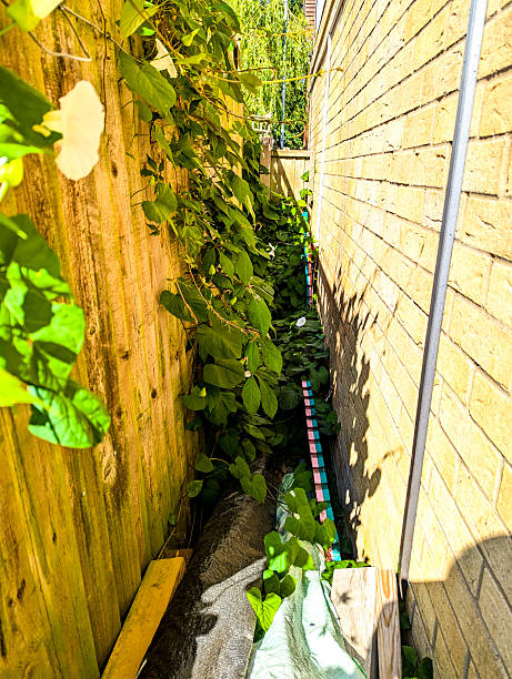 istock Bindweed Vines Growing And Creating Property Issues Due To The Fast Growing Spread 2236785333