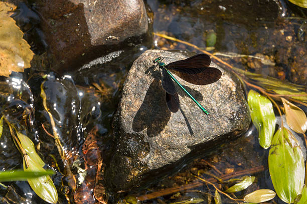 A skimmer type dragonfly resting on a rock by Altınbaşak Creek.