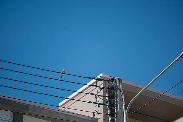 A solitary bird perched on a power line under a vivid blue sky, showcasing a peaceful urban scene with minimal distractions and bright sunlight.