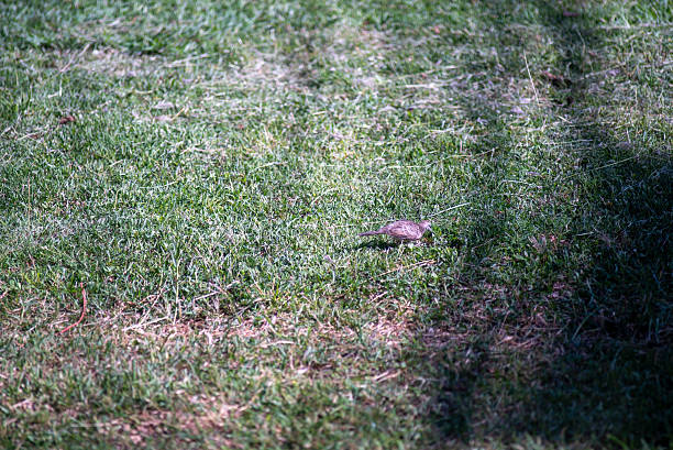 A small bird explores the green grass under a subtle shadow, capturing a moment of tranquility in nature. Perfect for wildlife enthusiasts and outdoor scenes.
