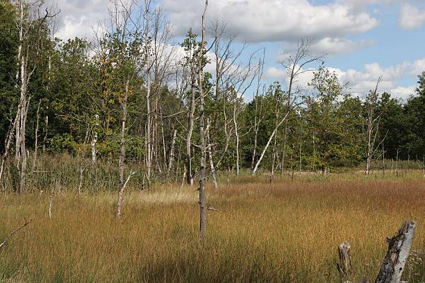 istock SOOS nature reserve hot mud volcano 2236787291