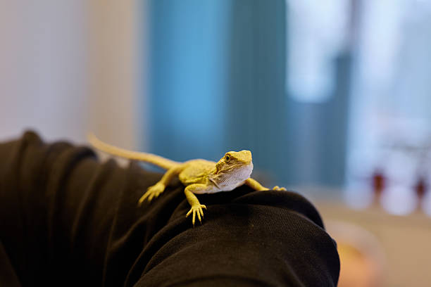 istock A small lizard perches on a persons shoulder indoors, highlighting their special bond 2236790866