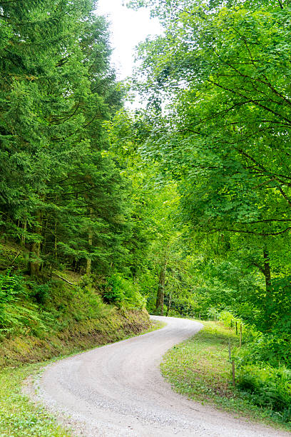 istock Forest paths in Black Forest Germany nature landscape 2236792367