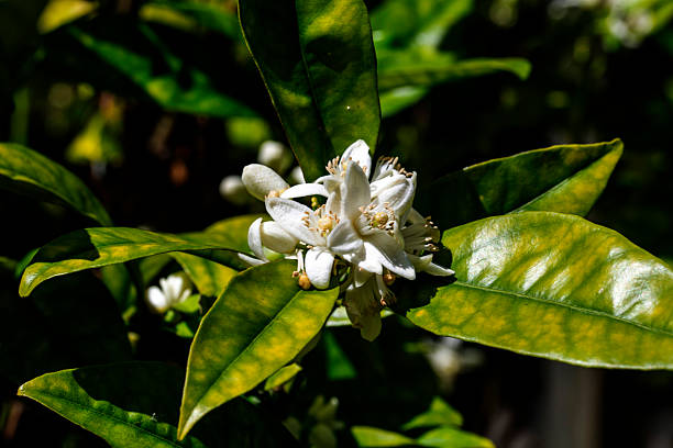 A sweet lime tree's delicate white flowers and glossy green leaves are bathed in sunlight at a backyard garden in Sydney, NSW, Australia. (Photo by Tara Chand Malhotra)