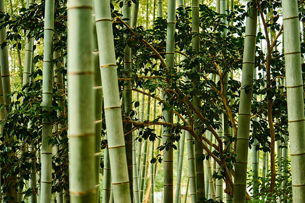 Verdant bamboo grove with bamboo stalks standing tall creating a sense of tranquility and nature's beauty