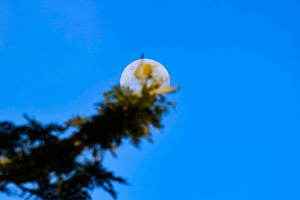 Photo series of macro shots done in autumn forest at Lahemaa National Park during autumn.