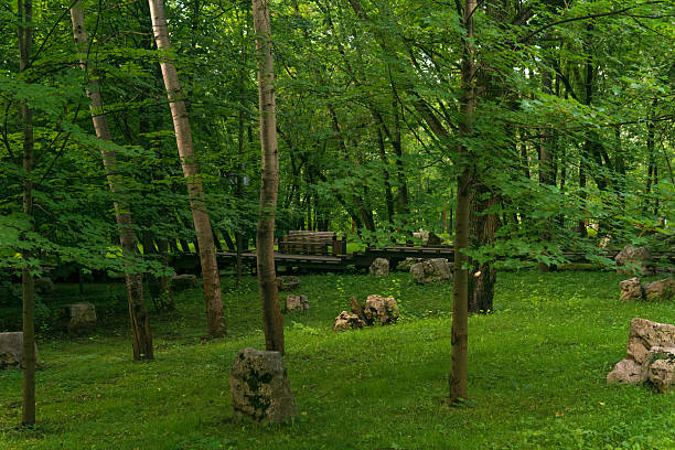 Landscape with green trees, grass and stones in the park.