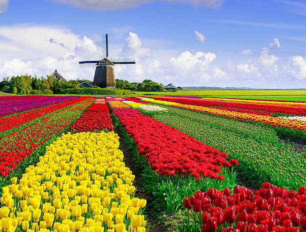 istock Tulips and Windmill in The Netherlands 2236795265
