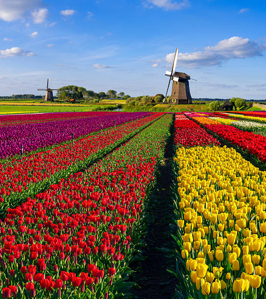 istock Tulips and Windmill in The Netherlands 2236795337