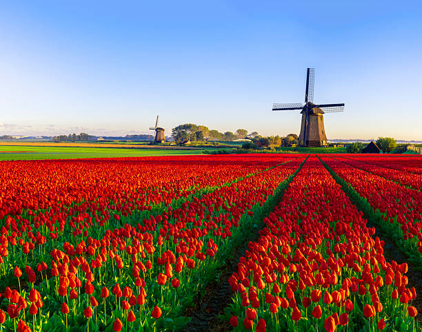 istock Tulips and Windmill in The Netherlands 2236795339