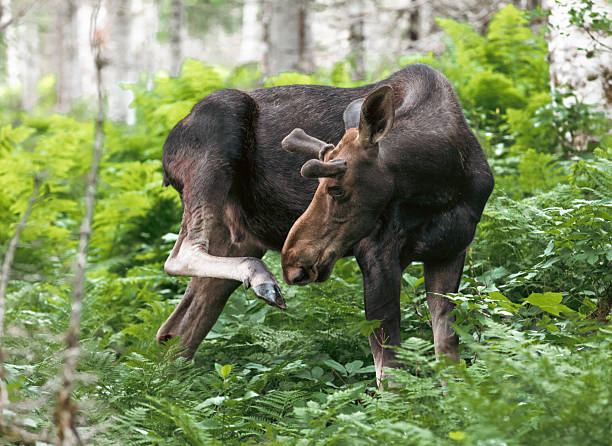 A solitary moose moves through a vibrant forest, surrounded by ferns and lush greenery. Natural wildlife scene ideal for nature, outdoors, and wildlife campaigns and editorial use.