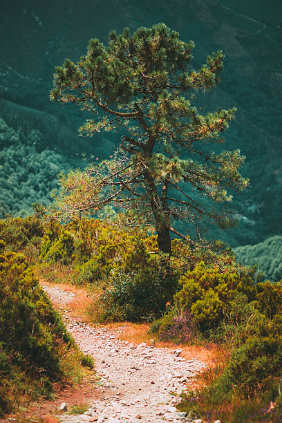 Scenic autumn section of Camino de Santiago Primitivo in Asturias, Spain, with rocky hiking trail, solitary pine tree and lush green mountain valley in the background