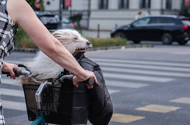 Adorable small dog sitting in a bicycle's front basket, enjoying a fun outdoor ride. Perfect for pet, travel, and lifestyle content.
