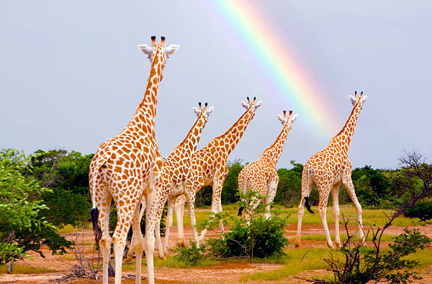 Amboseli National Park is in southern Kenya. It’s known for its large elephant herds and views of immense Mount Kilimanjaro, across the border in Tanzania. Observation Hill offers panoramas of the peak and the park’s plains and swamps. Varied wildlife includes giraffes, zebras, cheetahs, and hundreds of bird species. The western section is dominated by the vast Lake Amboseli, which is dry outside during the rainy season