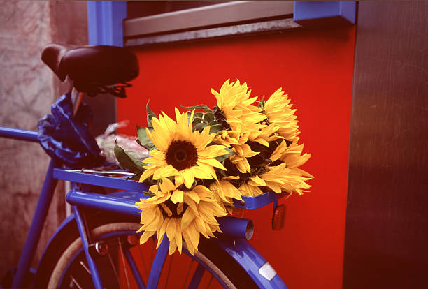 Netherlands Holland Amsterdam, sunflowers on a parked bicycle.
